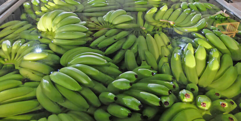 台湾バナナ Taiwan Banana