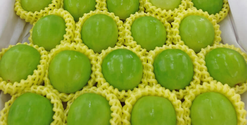 ナツメ Taiwan Jujube