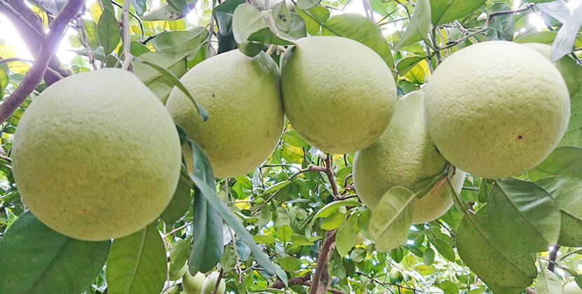 台湾文旦 Taiwan Pomelo