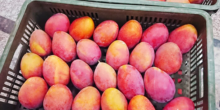 フルーツ配送サービス